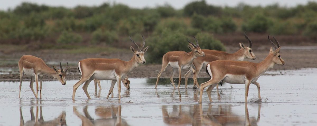 Shirvan National Park